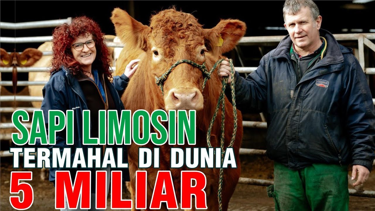 Sapi Limosin Termahal Di Dunia Seharga 5 Miliar.jpg
